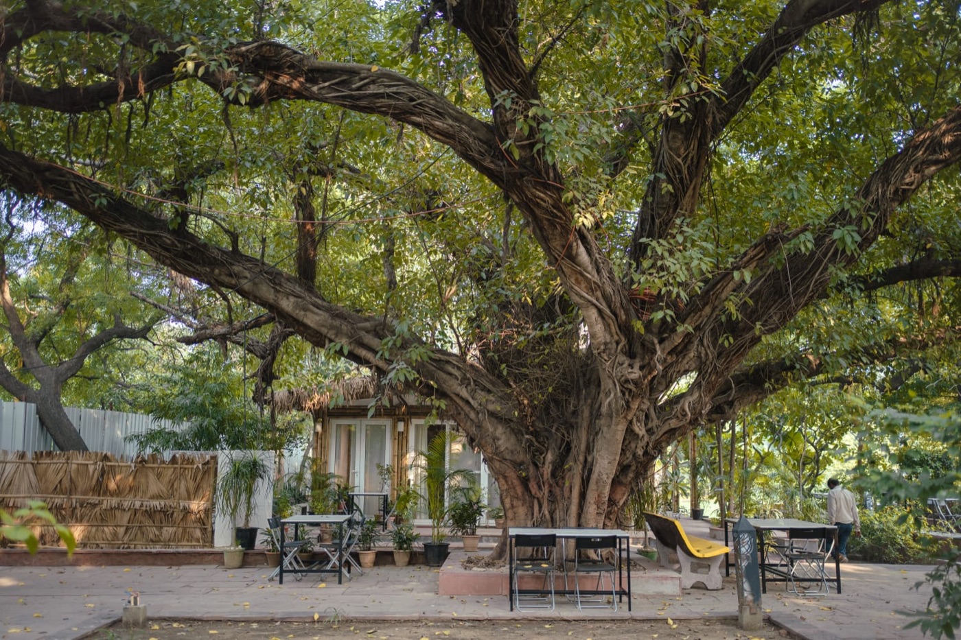 Project Otenga: the courtyard under the Pilkhan tree, the bamboo-and-thatch structure, and the signed wall (2 of 4)
